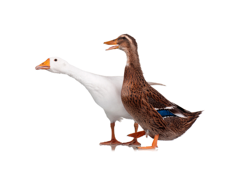 Souzones (Goose Goose Duck) 