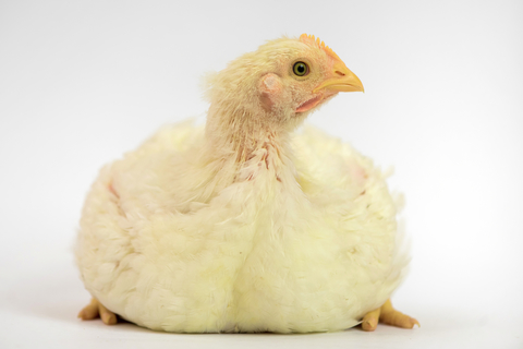 SALE!!!  Starter Broiler Chick Feed Crumble 50 Pounds FREE SHIPPING!!